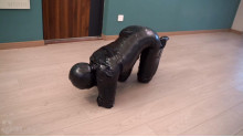 ガムテープをミイラ人型犬
